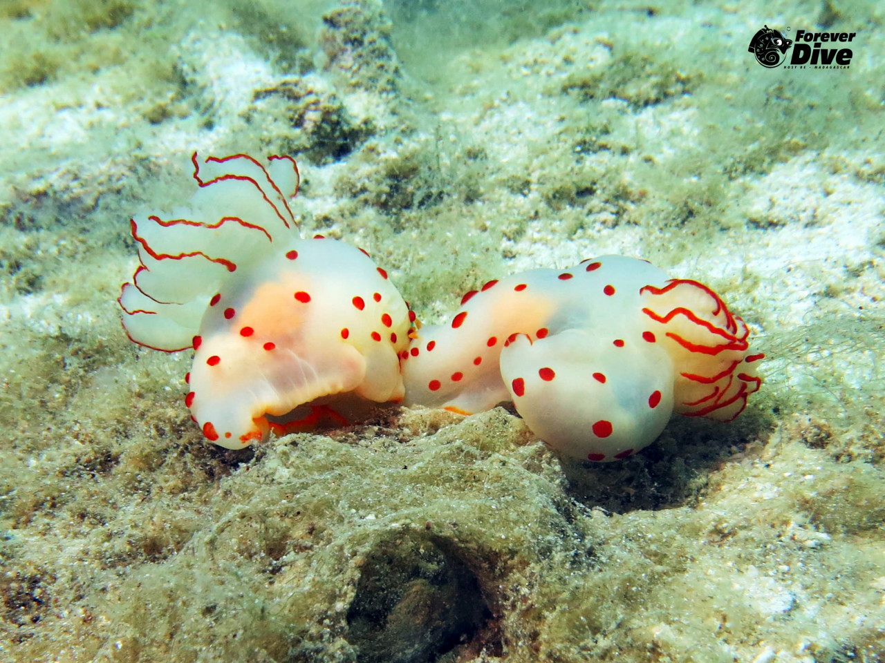 nudibranche