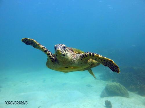 tortue-imbriquee Foreve Dive